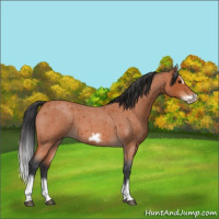 Horse Color:Bay Roan Splash Frame 