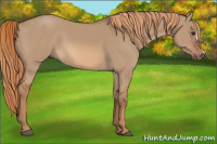 Horse Color:Red Dun 