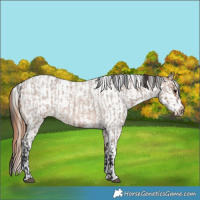 Horse Color:Brown Roan Dun Rabicano  and Brown Roan Dun Leopard Rabicano 