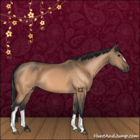 Horse Color:Bay Dun 