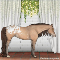 Horse Color:Amber Champagne Sabino Tobiano Appaloosa  and Amber Champagne Sabino Appaloosa 