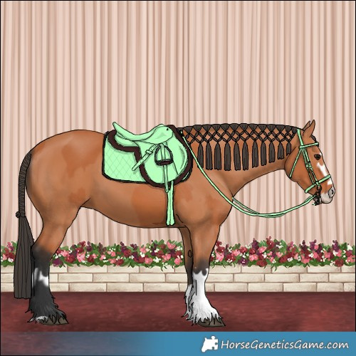 Horse Color:Bay  and Bay 