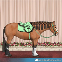 Horse Color:Bay and Bay