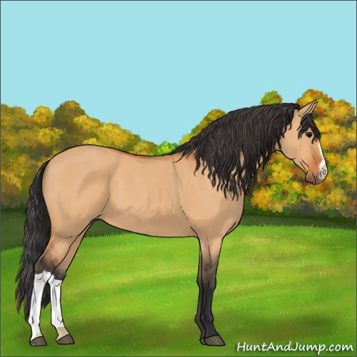Horse Color:Bay Dun 
