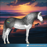 Horse Color:Gray Black Splash 