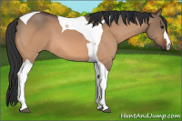 Horse Color:Bay Dun Tobiano 