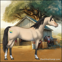 Horse Color:Bay Dun Tobiano 