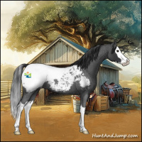 Horse Color:Blue Roan Splash Appaloosa 