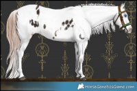 Horse Color:Liver Chestnut Sabino Splash Blanket  and Gold Champagne Sabino Splash Blanket 
