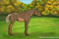 Horse Color:Chocolate Palomino 