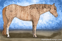 Horse Color:Chestnut  and Gold Champagne 