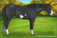 Horse Color:Black Splash Frame