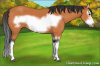 Horse Color:Bay Splash Frame 