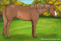 Horse Color:Chestnut Rabicano 