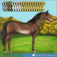 Horse Color:Liver Chestnut 