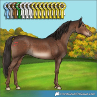 Horse Color:Liver Chestnut 