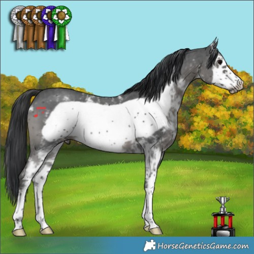 Horse Color:Black Sabino Frame 
