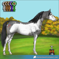 Horse Color:Black Sabino Frame 