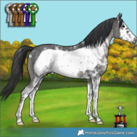 Horse Color:Black Sabino Frame