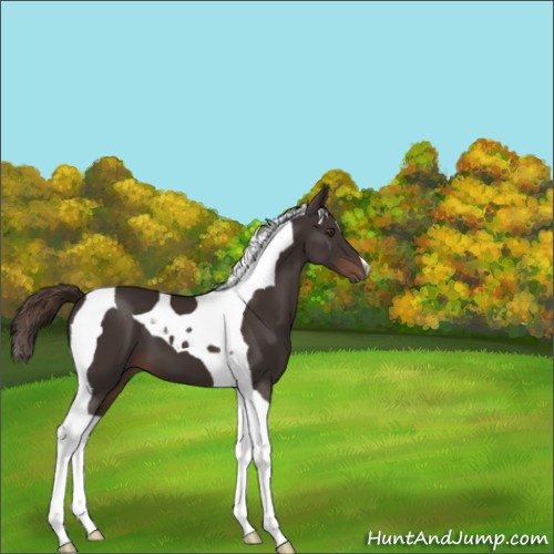 Horse Color:Liver Chestnut Tobiano 