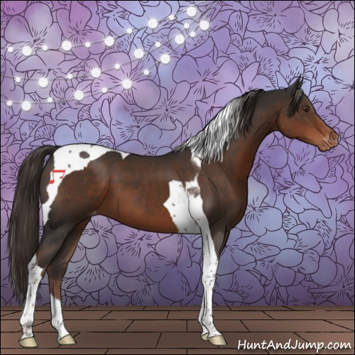 Horse Color:Liver Chestnut Tobiano Appaloosa 