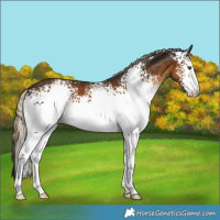 Horse Color:White Spotted Chocolate Palomino 