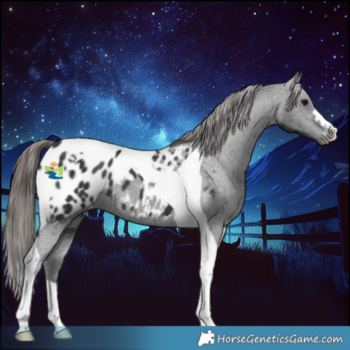 Horse Color:Black Tobiano Appaloosa 