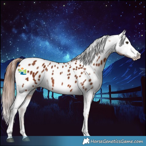 Horse Color:Chestnut Appaloosa 