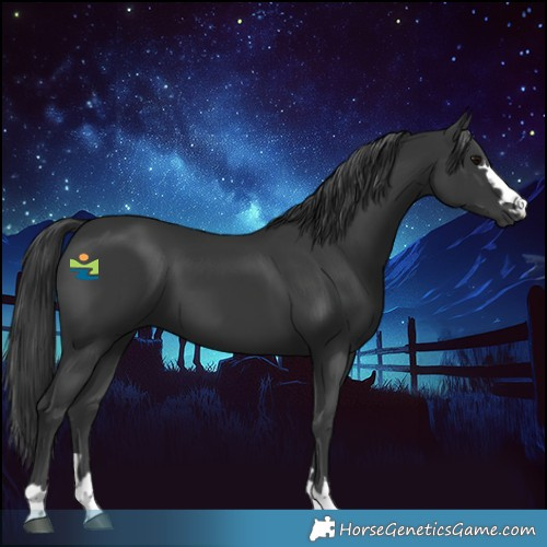 Horse Color:Black 