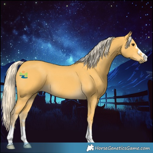 Horse Color:Palomino 