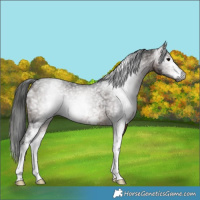 Horse Color:Gray White Spotted Bay 