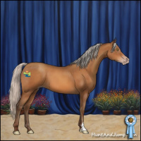 Horse Color:Gray Silver Amber Champagne 