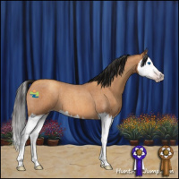 Horse Color:Gray Amber Champagne Roan Splash 