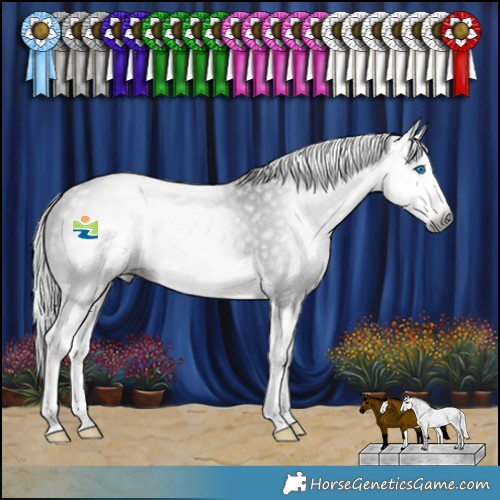 Horse Color:Gray Black Splash 