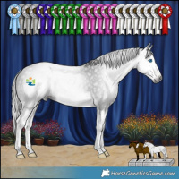 Horse Color:Gray Black Splash