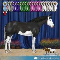 Horse Color:Gray Black Splash