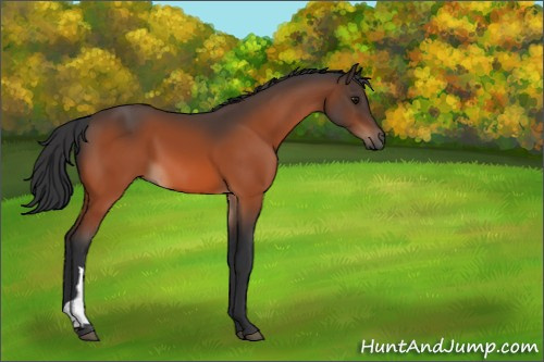 Horse Color:Bay 
