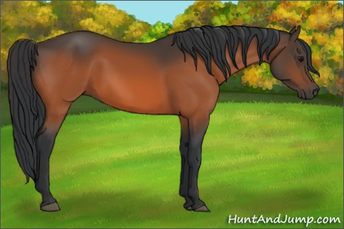 Horse Color:Bay 