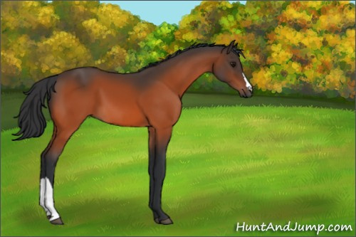 Horse Color:Bay 