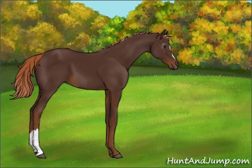 Horse Color:Gray Chestnut 