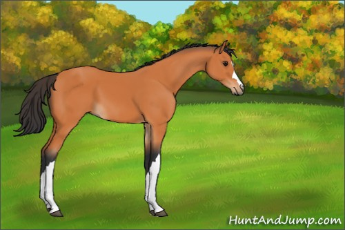 Horse Color:Bay 