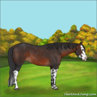 Horse Color:Brown Rabicano  and Brown Splash Rabicano 