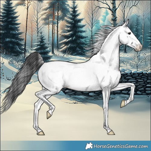 Horse Color:Black Appaloosa 