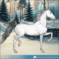 Horse Color:Black Near Fewspot 