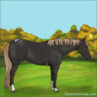 Horse Color:Liver Chestnut Tobiano 