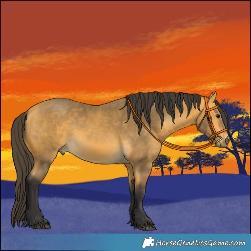 Horse Color:Buckskin 