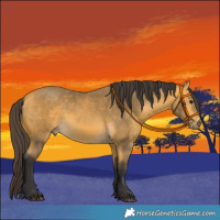 Horse Color:Buckskin 