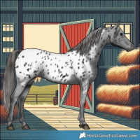 Horse Color:Gray Black Appaloosa 