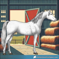 Horse Color:Gray Black Appaloosa 