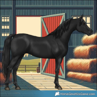 Horse Color:Gray Black 